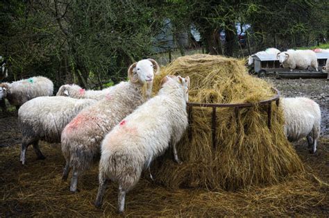 Do Sheep Eat Hay (And Should They?) – Fauna Facts