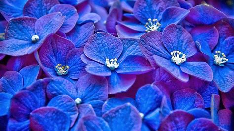 Blue Flowers Wallpapers - Wallpaper Cave