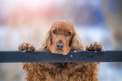 Cavalier King Charles Spaniel Vs. Cocker Spaniel