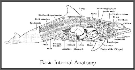 Digestive System - Tanika