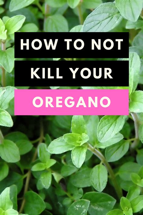 How to not kill your Oregano. Oregano Plant Care Article. #gardening # ...