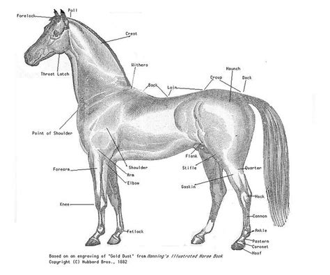 AY Honor Horsemanship Answer Key - Pathfinder Wiki