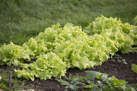 Planting A Garden Salad Free Stock Photo - Public Domain Pictures
