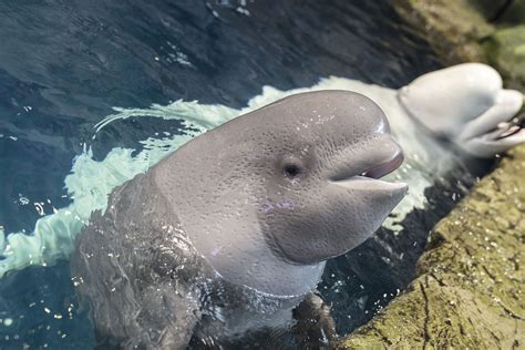 Introducing 'Annik,' The Baby Beluga At Shedd Aquarium That Was Named For A Blizzard