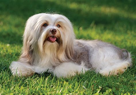 Havanese Breeds