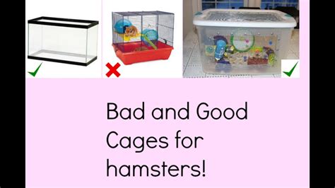 Good and bad hamster cages! - YouTube