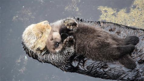 Animals And Pets, Baby Animals, Funny Animals, Cute Animals, Baby Sea Otters, Otter Pup, Otter ...