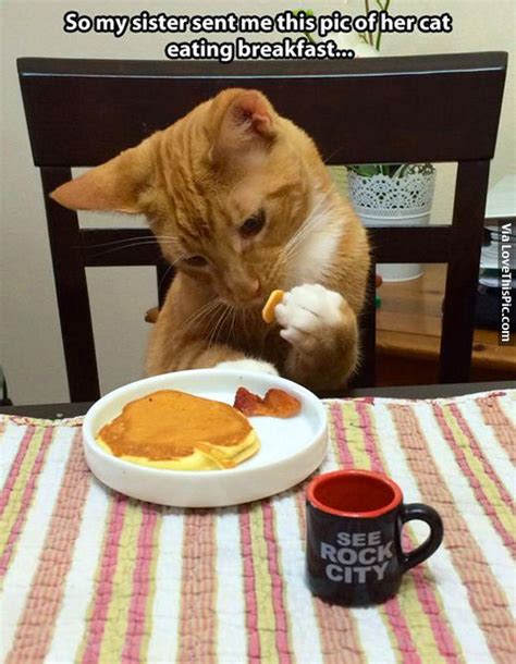 Cat Eating Breakfast Pictures, Photos, and Images for Facebook, Tumblr, Pinterest, and Twitter