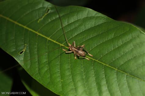 Insect [madagascar_3434]