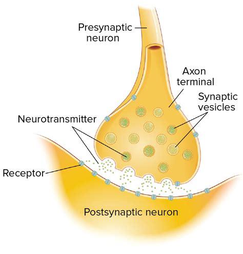 Neurotransmitters and receptors