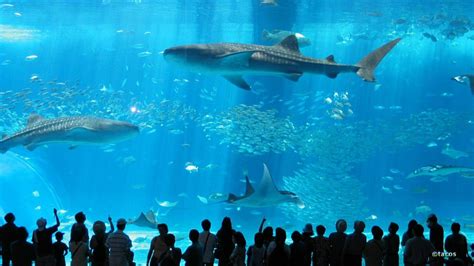 Tải ngay 1000+ Aquarium background anime chất lượng cao