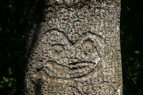 Dendroglyph. In the Chatham Islands of New Zealand, the indigenous ...