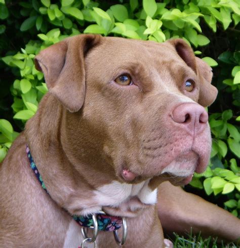 Red Nose Pitbull Dogs - 30 Things You Never Knew About Them!