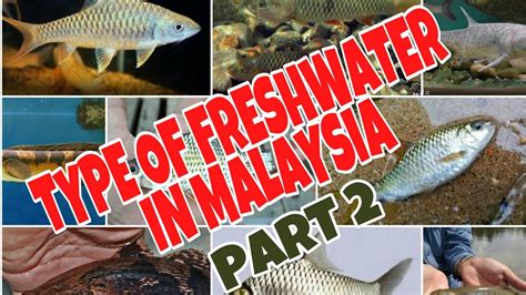 Nama Jenis Ikan Air Tawar Di Malaysia