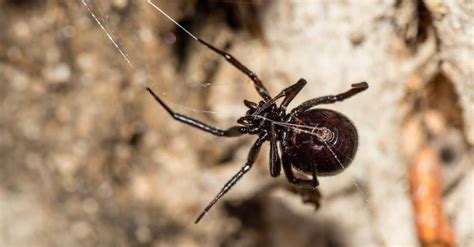 False Widow Spider Animal Facts | Steatoda grossa - Wiki Point