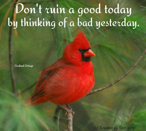 41 Cardinals Inspirational Quotes ideas | cardinals, cardinal birds, quotes