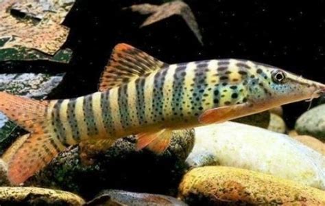 Tiger Botia Loach - Loaches - Syncrossus hymenophysa | Tank Facts