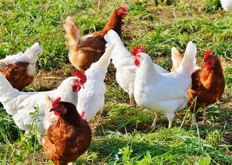 Raising Chickens 101: A Beginner's Guide to Chickens | The Old Farmer's ...