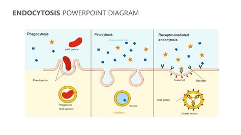 Human Cell Diagram, Blood Vessels Anatomy, Nerve Anatomy, Gate Exam ...