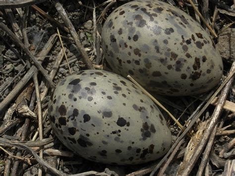 Seagull eggs | It's impossible to tell if these are Ring-bil… | Flickr