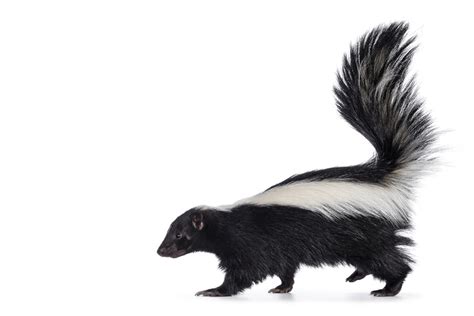 Misunderstood Mesos: The Striped Skunk - The Wolf Center