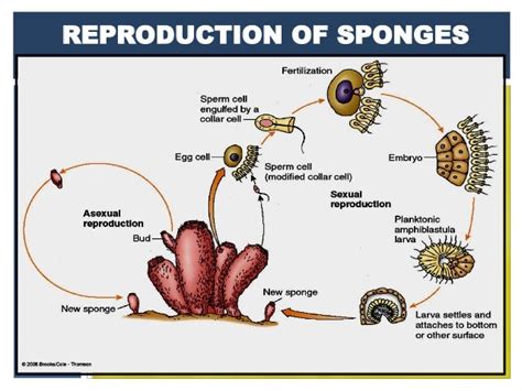 Phylum Porifera