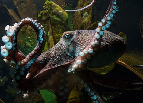 Inky the octopus escapes from New Zealand aquarium - CBS News