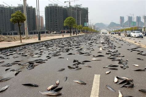 The world's largest purchase of big fish was recorded in China.