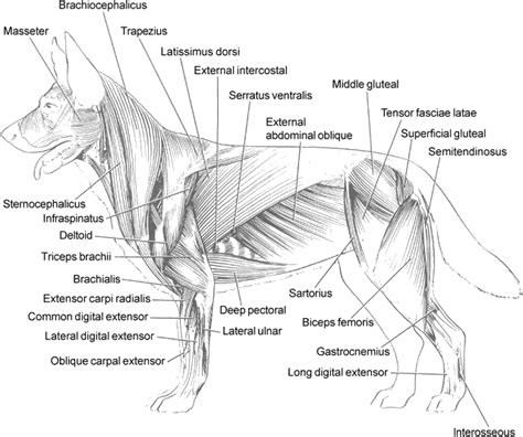 Canine muscles | Dog anatomy, Dog sculpture, Boxer dogs