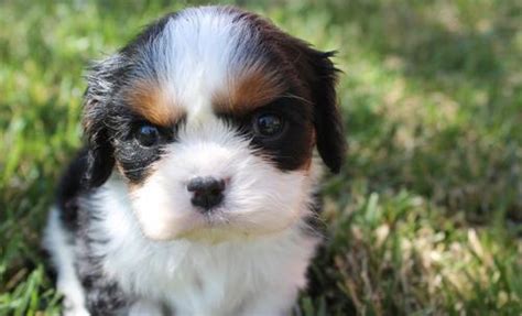 Cavalier King Charles Spaniel Puppy for Sale - Adoption, Rescue for Sale in Delta, Colorado ...