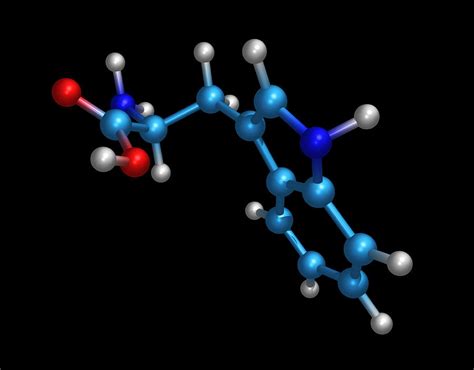 Tryptophan Amino Acid Molecule Photograph by Dr Tim Evans - Fine Art ...