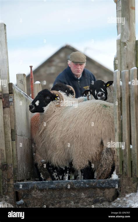 dalesbred sheep going through a footbath to help prevent foot rot. North Yorkshire, UK Stock ...