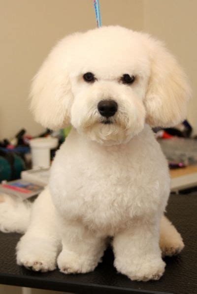 Images Of Bichon Poo Haircuts | | Dog grooming styles, Poodle haircut ...