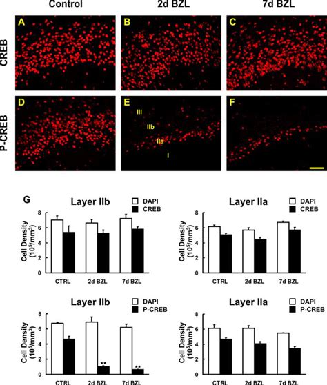 Expression of CREB and phospho-CREB (p-CREB) protein after bilateral ...