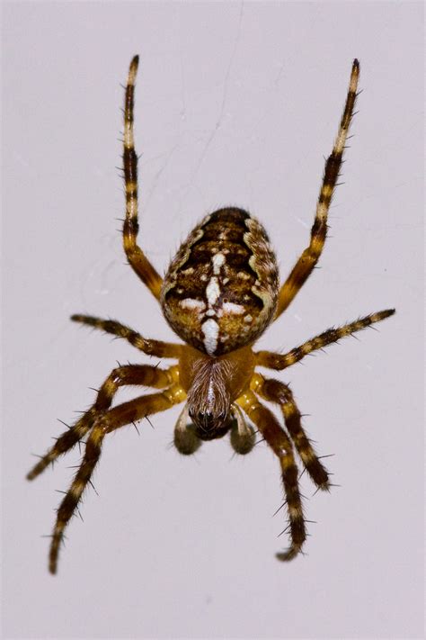 File:Araneus diadematus (European Garden Spider) 001.jpg - Wikimedia Commons