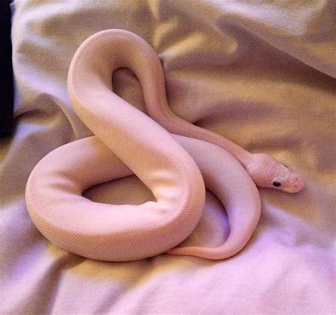 Munchkin Blu...she's growing! Blue Eyed Leucistic Ball Python | Blue eyed leucistic ball python ...