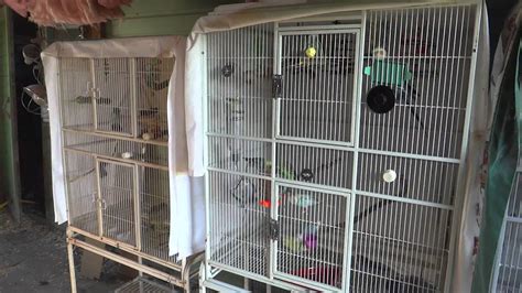 New Flight Cage! Budgies/Parakeets - YouTube