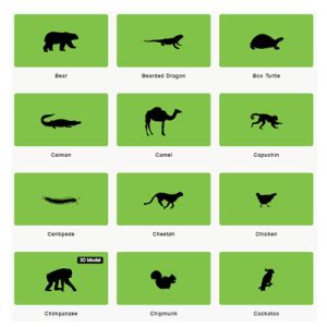 GreenScreen Animals – Animator's Resource Kit