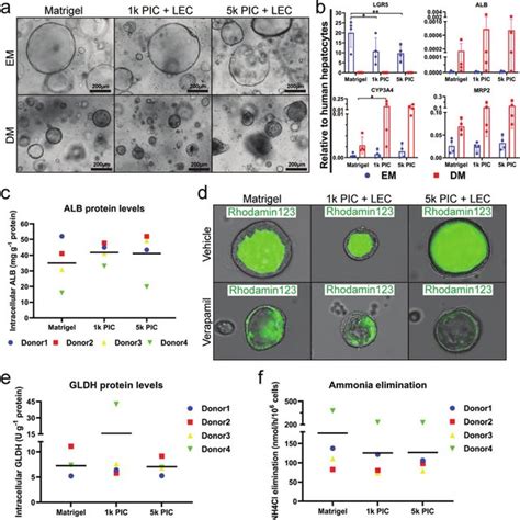 (PDF) A Chemically Defined Hydrogel for Human Liver Organoid Culture