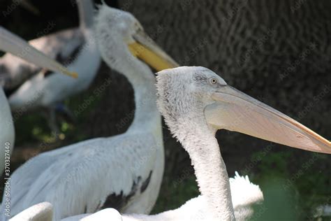 Animal and nature photos from the Schoenbrunn Zoo in Vienna Stock Photo | Adobe Stock