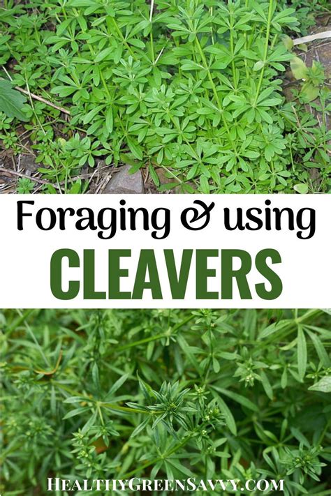 Cleavers Plant Uses & 5 Best Cleavers Herb Benefits | Herbs, Healing herbs, Herbalism