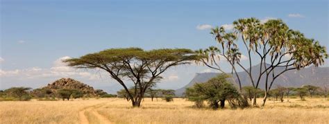 kenya landscape pictures - Google Search | Landscape pictures, Wild photography, Landscape