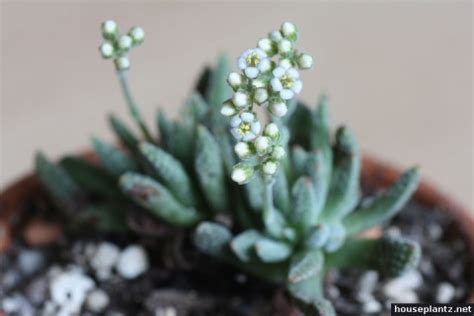 Crassula "Springtime"