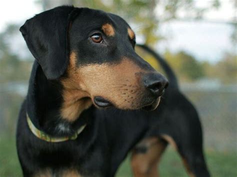 Beagleman Beagle + Dobermann | Doberman mix, Doberman pinscher ...