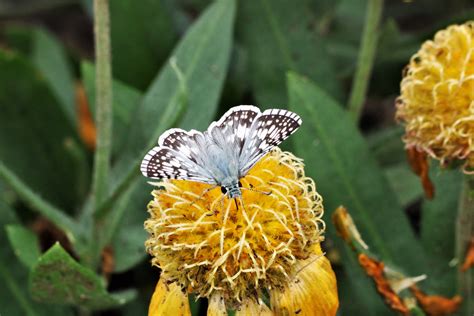 White Checkered Skipper Butterfly Free Stock Photo - Public Domain Pictures