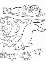 Otter coloring Pages sketch template