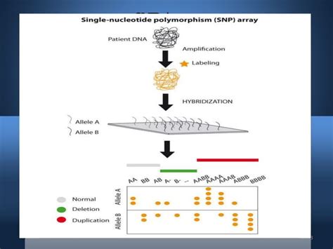 Microarray (DNA and SNP microarray)