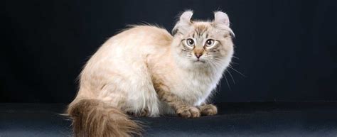 American Curl Cat Breed Profile | Petfinder