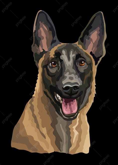 Belgian Malinois Vector PNG Images, Realistic Head Of Belgian Shepherd ...