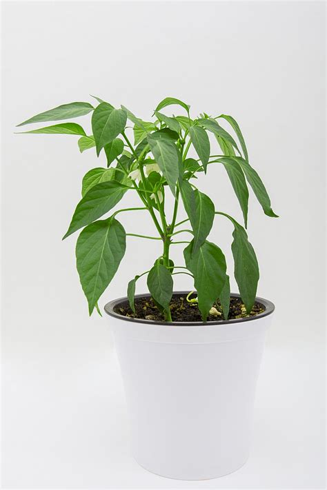 Can You Grow A Pepper Plant Inside: Learn About Growing Peppers Indoors